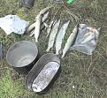Нажмите на изображение для увеличения.

Название:	Viliya 2007 - fish.jpg
Просмотров:	268
Размер:	109.5 Кб
ID:	3332570