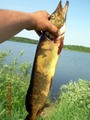 Нажмите на изображение для увеличения.

Название:	DSCN5546.JPG
Просмотров:	1066
Размер:	38.2 Кб
ID:	3332632