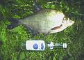 Нажмите на изображение для увеличения.

Название:	Fish.jpg
Просмотров:	1006
Размер:	39.5 Кб
ID:	3332944