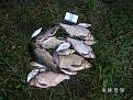 Нажмите на изображение для увеличения.

Название:	PICT00029.jpg
Просмотров:	272
Размер:	224.4 Кб
ID:	3333654