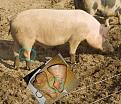 Нажмите на изображение для увеличения.

Название:	pigs-legs.jpg
Просмотров:	1249
Размер:	81.7 Кб
ID:	3335971