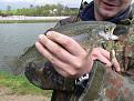 Нажмите на изображение для увеличения.

Название:	trout small.jpg
Просмотров:	812
Размер:	95.8 Кб
ID:	3336355