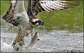 Нажмите на изображение для увеличения.

Название:	1birrdfishing.jpg
Просмотров:	418
Размер:	73.4 Кб
ID:	3336670