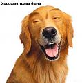 Нажмите на изображение для увеличения.

Название:	Счастье.jpg
Просмотров:	1125
Размер:	21.5 Кб
ID:	3337756