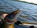 Нажмите на изображение для увеличения.

Название:	rapala.JPG
Просмотров:	633
Размер:	86.3 Кб
ID:	3340053