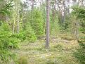 Нажмите на изображение для увеличения.

Название:	forest.jpg
Просмотров:	910
Размер:	280.8 Кб
ID:	3342730