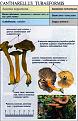 Нажмите на изображение для увеличения.

Название:	cantharellus_tubaeformis.jpg
Просмотров:	1346
Размер:	49.1 Кб
ID:	3343015