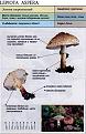 Нажмите на изображение для увеличения.

Название:	lepiota_aspera.jpg
Просмотров:	888
Размер:	71.1 Кб
ID:	3343300