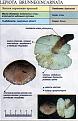 Нажмите на изображение для увеличения.

Название:	lepiota_brunneoincarnata.jpg
Просмотров:	881
Размер:	68.0 Кб
ID:	3343301