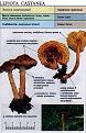 Нажмите на изображение для увеличения.

Название:	lepiota_castanea.jpg
Просмотров:	867
Размер:	77.6 Кб
ID:	3343302