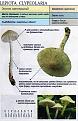 Нажмите на изображение для увеличения.

Название:	lepiota_clypeolaria.jpg
Просмотров:	863
Размер:	67.6 Кб
ID:	3343303