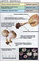 Нажмите на изображение для увеличения.

Название:	lepiota_helveola.jpg
Просмотров:	856
Размер:	76.5 Кб
ID:	3343304