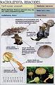 Нажмите на изображение для увеличения.

Название:	macrolepiota_rhacodes1.jpg
Просмотров:	843
Размер:	80.0 Кб
ID:	3343305