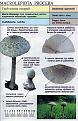 Нажмите на изображение для увеличения.

Название:	lepiota_brunneoincarnata.jpg
Просмотров:	857
Размер:	78.3 Кб
ID:	3343308