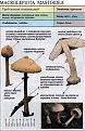 Нажмите на изображение для увеличения.

Название:	macrolepiota_mastoidea.jpg
Просмотров:	854
Размер:	79.9 Кб
ID:	3343309
