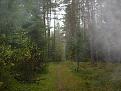 Нажмите на изображение для увеличения.

Название:	forest1.jpg
Просмотров:	961
Размер:	175.8 Кб
ID:	3343316