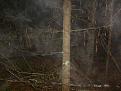 Нажмите на изображение для увеличения.

Название:	forest2.jpg
Просмотров:	936
Размер:	163.2 Кб
ID:	3343317