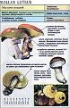 Нажмите на изображение для увеличения.

Название:	suillus_luteus.jpg
Просмотров:	962
Размер:	82.9 Кб
ID:	3343325