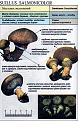 Нажмите на изображение для увеличения.

Название:	suillus_salmonicolor.jpg
Просмотров:	962
Размер:	81.4 Кб
ID:	3343326