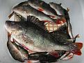Нажмите на изображение для увеличения.

Название:	окунь1.jpg
Просмотров:	736
Размер:	462.4 Кб
ID:	3344034