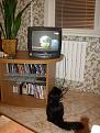 Нажмите на изображение для увеличения.

Название:	SnookerCat4.jpg
Просмотров:	469
Размер:	156.5 Кб
ID:	3344206