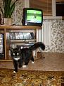 Нажмите на изображение для увеличения.

Название:	SnookerCat3.jpg
Просмотров:	465
Размер:	183.7 Кб
ID:	3344209