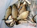 Нажмите на изображение для увеличения.

Название:	fish.jpg
Просмотров:	1008
Размер:	81.2 Кб
ID:	3345333