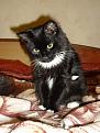 Нажмите на изображение для увеличения.

Название:	cat1.jpg
Просмотров:	479
Размер:	153.6 Кб
ID:	3345489