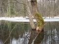 Нажмите на изображение для увеличения.

Название:	30.01.2009 г. 058.jpg
Просмотров:	783
Размер:	130.2 Кб
ID:	3347559
