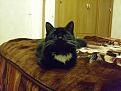 Нажмите на изображение для увеличения.

Название:	cat2.jpg
Просмотров:	454
Размер:	234.9 Кб
ID:	3347615
