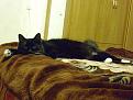 Нажмите на изображение для увеличения.

Название:	cat3.jpg
Просмотров:	429
Размер:	133.1 Кб
ID:	3347616