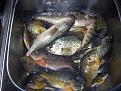 Нажмите на изображение для увеличения.

Название:	fish 002.jpg
Просмотров:	1745
Размер:	532.6 Кб
ID:	3347876