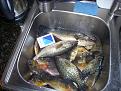 Нажмите на изображение для увеличения.

Название:	fish 003.jpg
Просмотров:	1658
Размер:	531.7 Кб
ID:	3347877