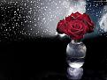 Нажмите на изображение для увеличения.

Название:	rosa_1024.jpg
Просмотров:	473
Размер:	102.5 Кб
ID:	3349260