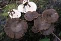 Нажмите на изображение для увеличения.

Название:	polyporus_brumalis.jpg
Просмотров:	841
Размер:	138.3 Кб
ID:	3350334