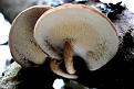 Нажмите на изображение для увеличения.

Название:	polyporus_brumalis_2.jpg
Просмотров:	834
Размер:	86.0 Кб
ID:	3350335