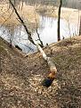 Нажмите на изображение для увеличения.

Название:	IMG_8752.JPG
Просмотров:	1245
Размер:	185.5 Кб
ID:	3350546