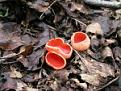 Нажмите на изображение для увеличения.

Название:	sarcoscypha_coccinea_1.jpg
Просмотров:	747
Размер:	8.5 Кб
ID:	3350949