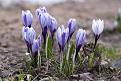 Нажмите на изображение для увеличения.

Название:	Flowers.jpg
Просмотров:	412
Размер:	155.5 Кб
ID:	3351395