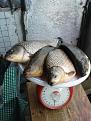 Нажмите на изображение для увеличения.

Название:	Fish_2.jpg
Просмотров:	9400
Размер:	98.8 Кб
ID:	3352520