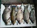 Нажмите на изображение для увеличения.

Название:	Fish_3.jpg
Просмотров:	9431
Размер:	191.9 Кб
ID:	3352521