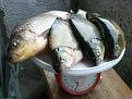 Нажмите на изображение для увеличения.

Название:	Fish_5.jpg
Просмотров:	9292
Размер:	164.1 Кб
ID:	3352523