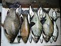 Нажмите на изображение для увеличения.

Название:	Fish_6.jpg
Просмотров:	9362
Размер:	158.0 Кб
ID:	3352524