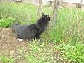 Нажмите на изображение для увеличения.

Название:	cat 1.jpg
Просмотров:	616
Размер:	119.9 Кб
ID:	3352614