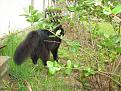 Нажмите на изображение для увеличения.

Название:	cat-dog1.jpg
Просмотров:	569
Размер:	106.4 Кб
ID:	3352628