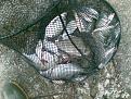 Нажмите на изображение для увеличения.

Название:	20062009_003.jpg
Просмотров:	767
Размер:	216.0 Кб
ID:	3355620