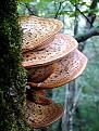 Нажмите на изображение для увеличения.

Название:	275px-Polyporus_squamosus_01.jpg
Просмотров:	1010
Размер:	40.2 Кб
ID:	3355659