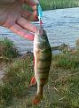 Нажмите на изображение для увеличения.

Название:	perch_lure_02082009.jpg
Просмотров:	756
Размер:	84.1 Кб
ID:	3357721