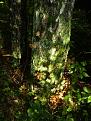 Нажмите на изображение для увеличения.

Название:	tree1.jpg
Просмотров:	1327
Размер:	101.0 Кб
ID:	3359245