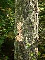 Нажмите на изображение для увеличения.

Название:	tree2.jpg
Просмотров:	1239
Размер:	118.9 Кб
ID:	3359246